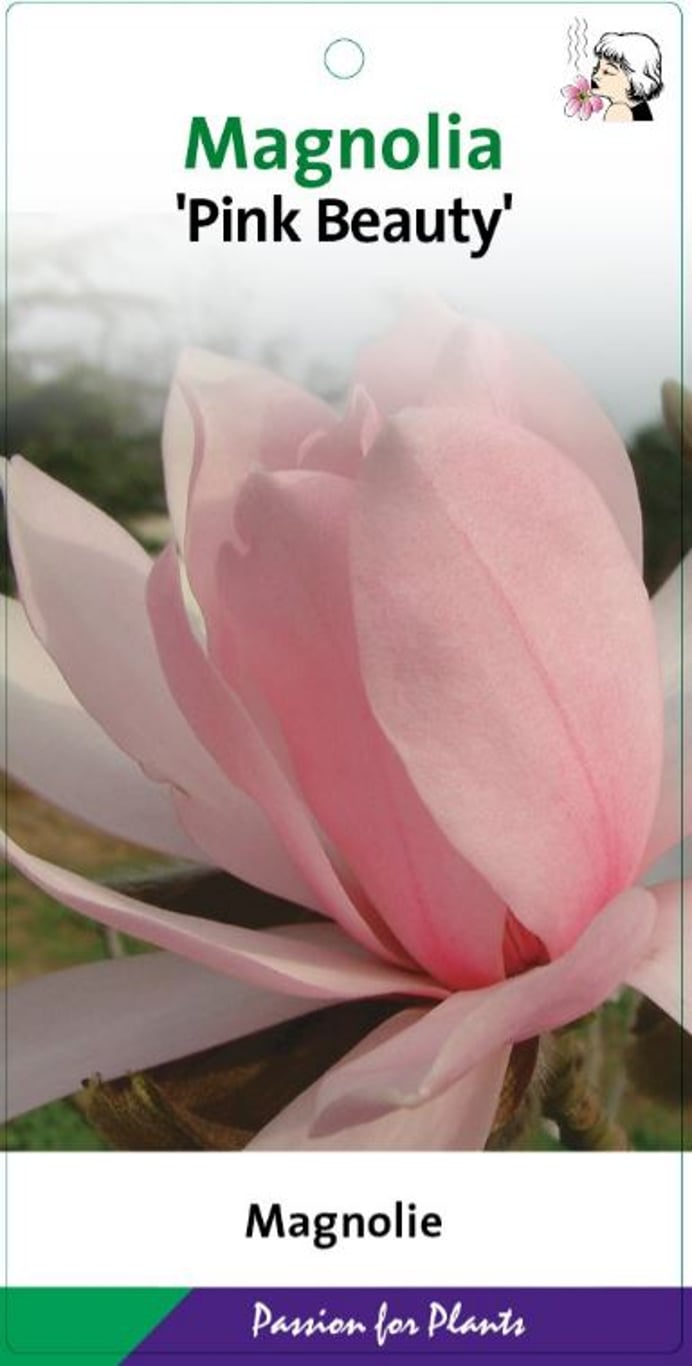 Magnolia 'Pink Beauty' - C7.5 60-80 CM